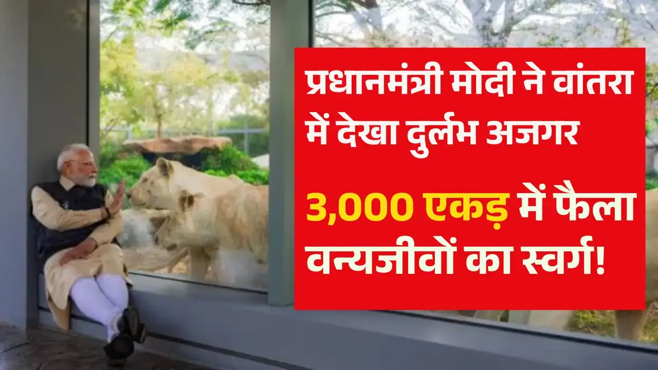 Vantara Jamnagar Gujarat : प्रधानमंत्री मोदी ने वांतरा में देखा दुर्लभ अजगर, जानें क्या है इस अभयारण्य की खासियत! vantara-jamnagar-wildlife